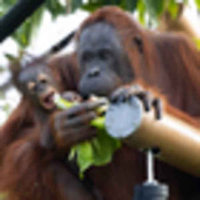Auckland Zoo's baby orangutan Bahmi becomes celebrity