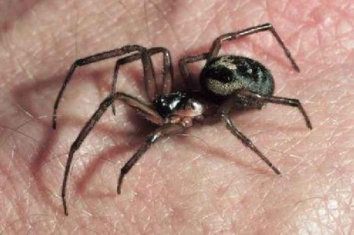 Warning issued over fears 'dangerous' false widow spiders could invade UK homes after multiplying in heatwave