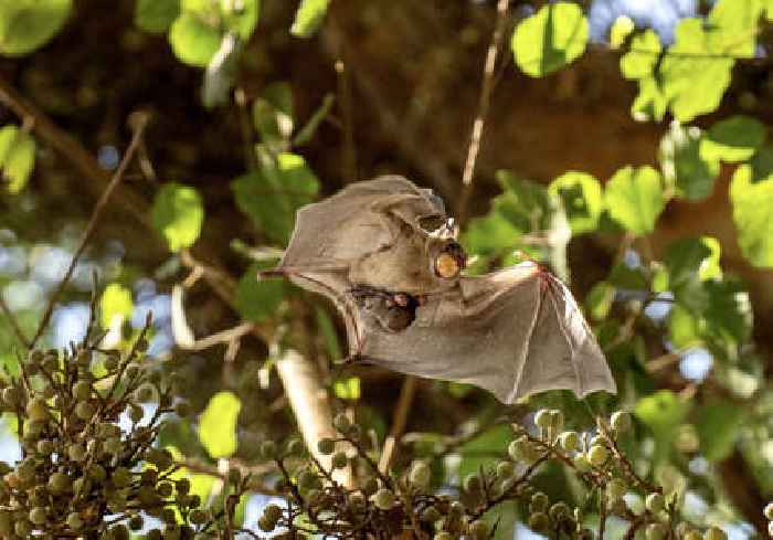 Bats should not be blamed for COVID-19, say Israeli researchers