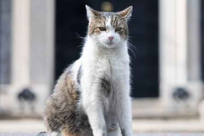 Larry the Cat checks Boris Johnson has gone after PM's gives final speech outside No. 10