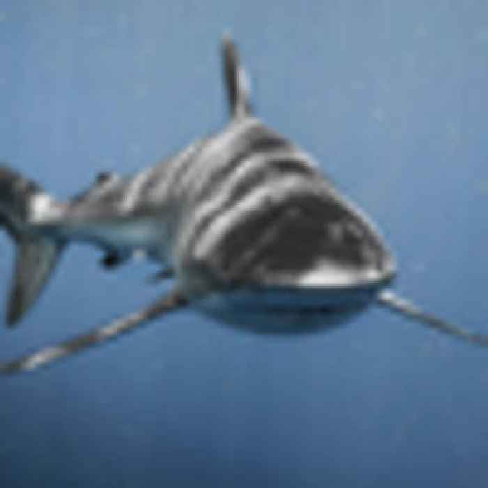 Cruise tourist killed in Bahamas shark attack
