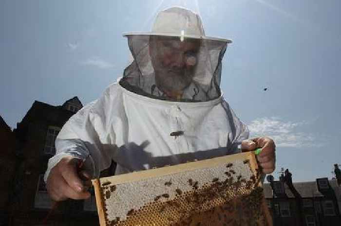 Bizarre tradition means royal beekeeper must inform palace bees Queen Elizabeth II has died