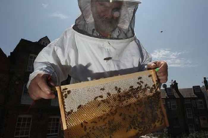 Queen's beekeeper informs bees of her death and tells them King Charles is new master