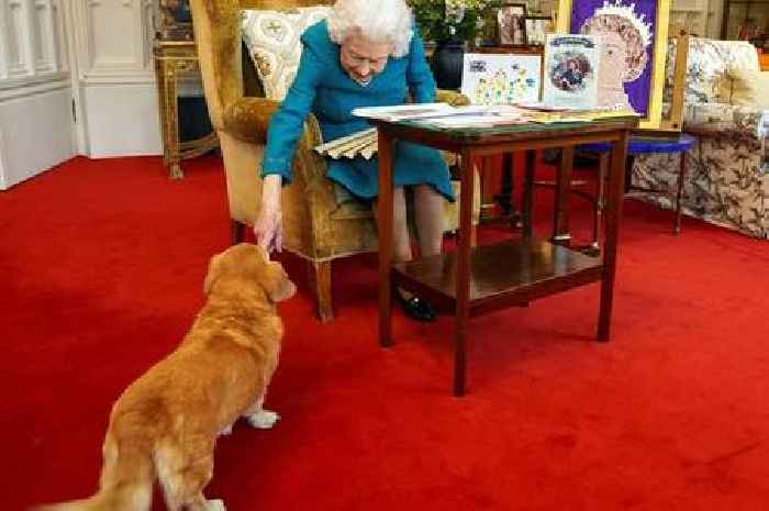 Prince Andrew confirms what will happen to Queen's beloved pet corgis