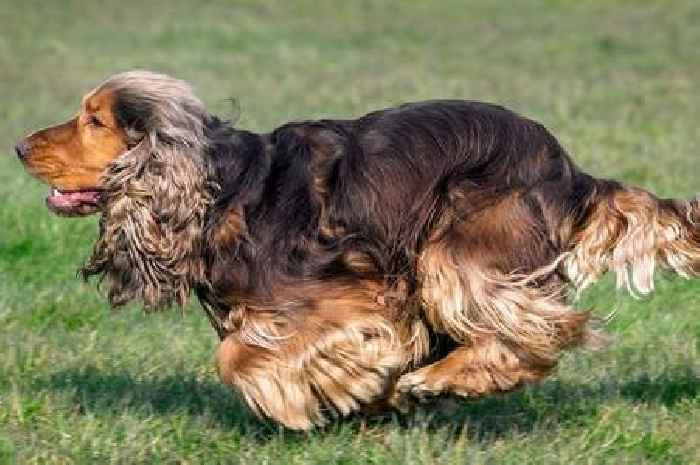 Mystery over whether Queen's new spaniel Lissy will live with Prince Andrew and royal corgis