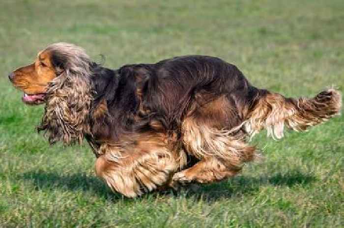 Mystery over whether Queen's new spaniel Lissy will live with Prince Andrew and royal corgis