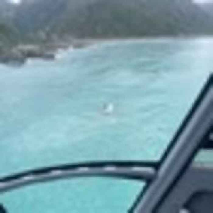 Kaikōura tragedy: Whale surfaced underneath the boat - source