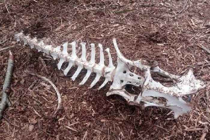 Big cat investigators 'set traps' after finding remains of a deer carcass in Black Country beauty spot