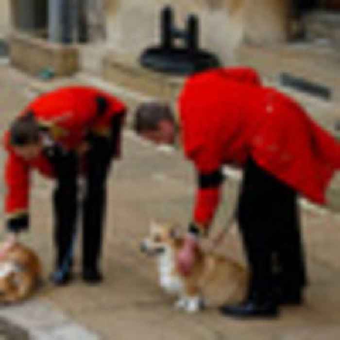 Queen Elizabeth death: Queen's loyal corgis wait for her at Windsor