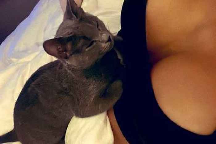Ebanie Bridges' kitty has the best view as boxing star recovers from illness