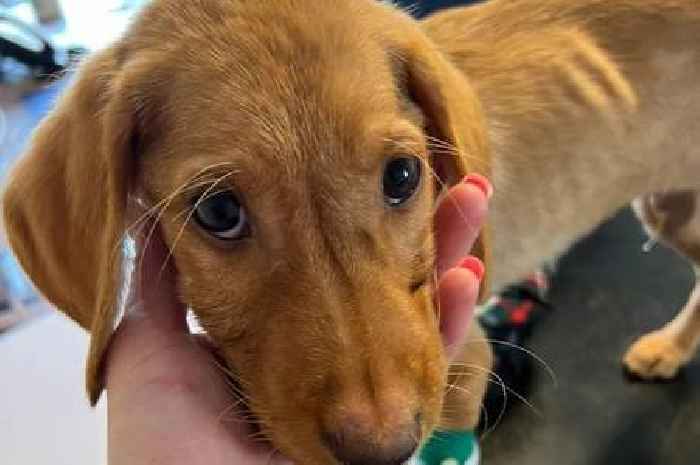 Devastating update as puppy recovered from crate on A249 dies