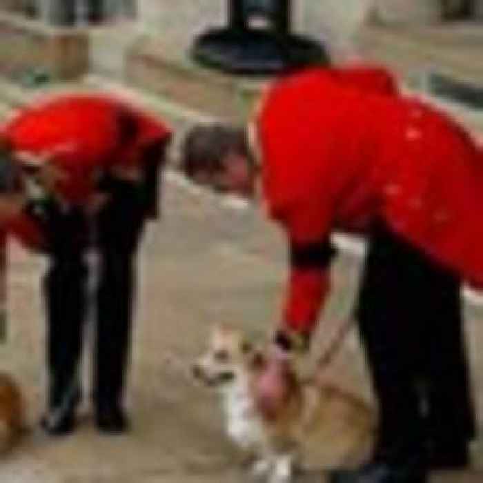 Queen Elizabeth's former dog trainer reveals heartbreaking truth about her surviving corgis