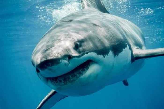 Woman killed by great white shark as she went out for early morning swim