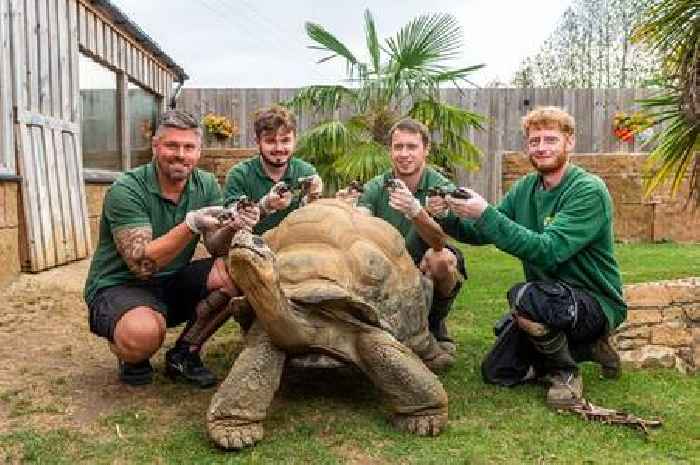 Geriatric giant tortoise Dirk fathers eight babies at 70