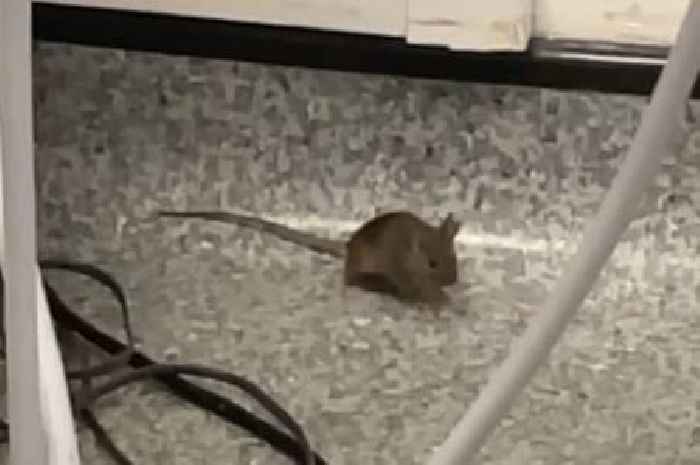 Mum scared after mouse spotted on Croydon University Hospital maternity ward