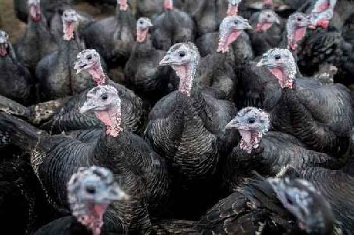 Bird flu epidemic could cancel Christmas dinner as 3 million turkeys are culled