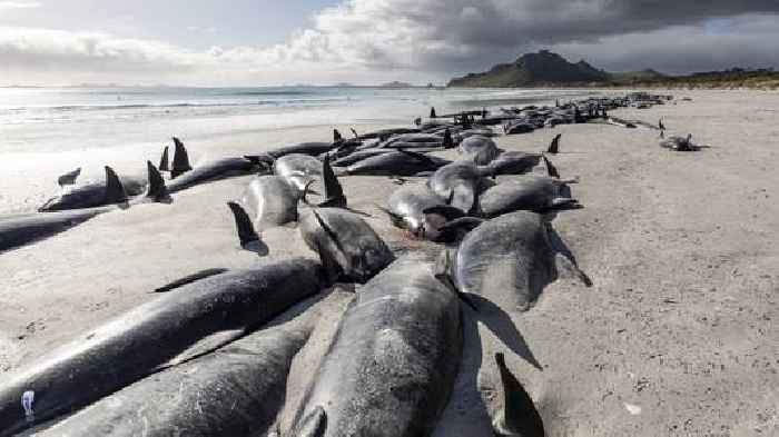 477 Whales Die In 'Heartbreaking' New Zealand Strandings