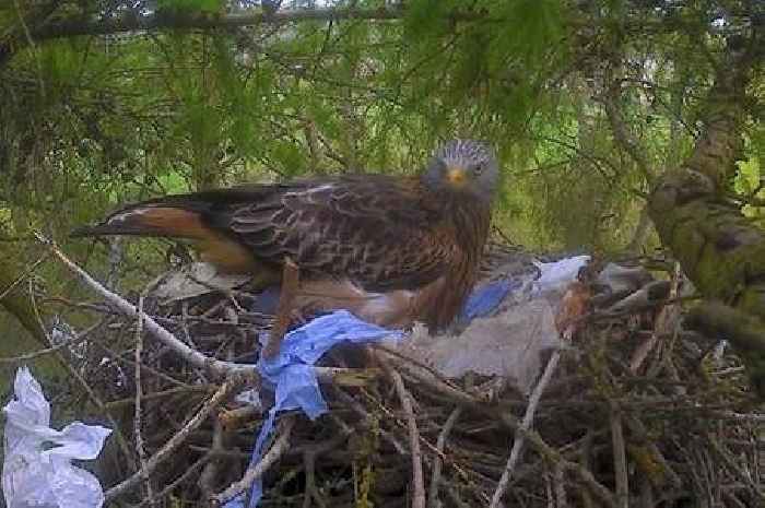 Distressing footage shows pair of Yorkshire red kites living in nest full of rubbish