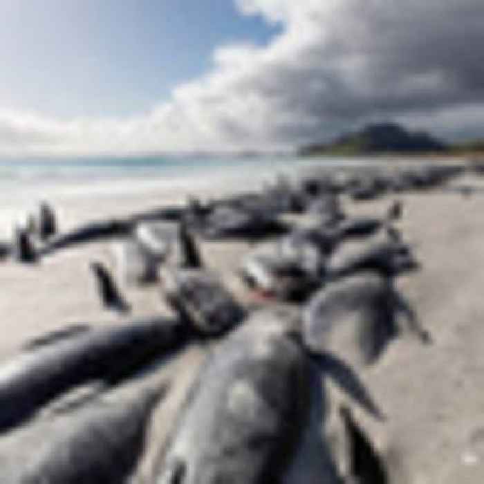 477 whales die in 'heartbreaking' Chatham Islands strandings