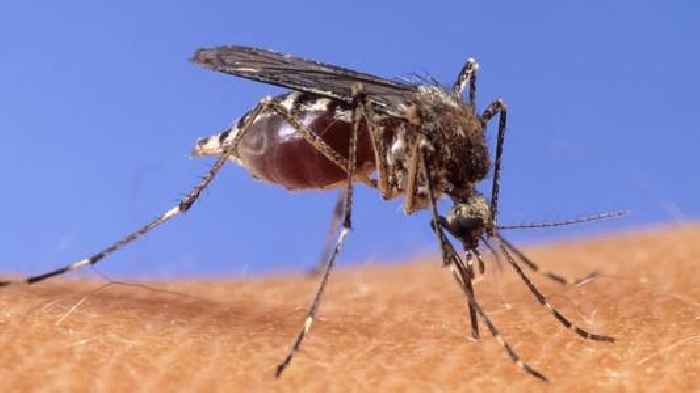 Mosquito Infestation In Florida After Ian Is Bringing Health Concerns