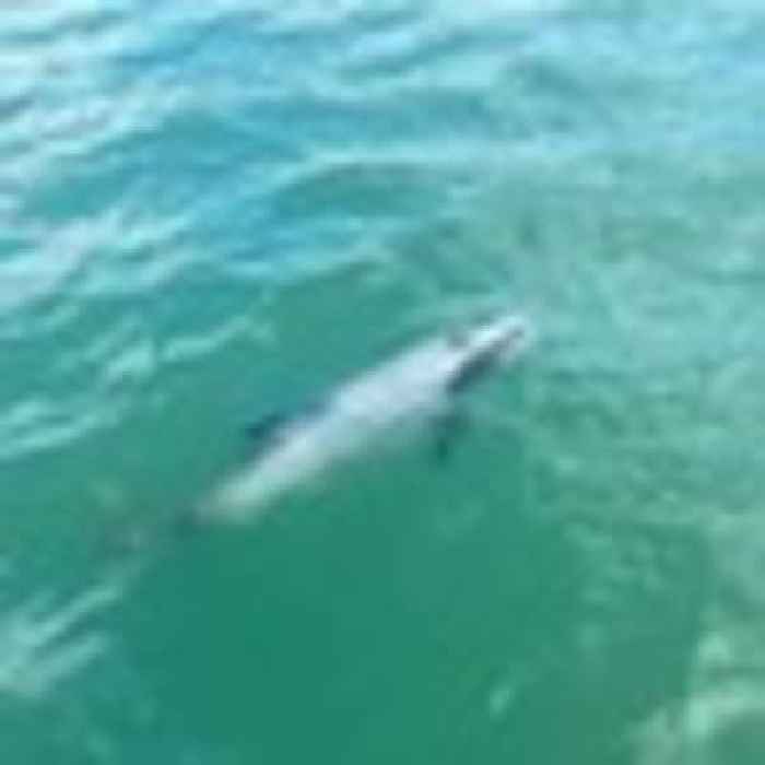Rare Hector's dolphin in Northland for first time in 100 years, DoC confirms
