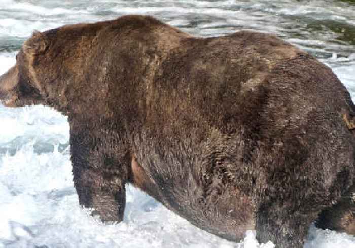 Unbearable! Cheating scandal rocks Fat Bear Week