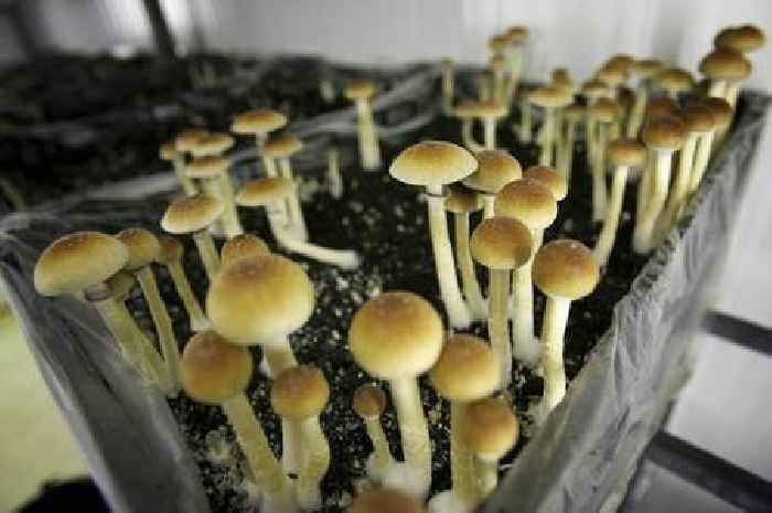 What makes magic mushrooms magic? Geneticists probe origins of psychedelic compounds
