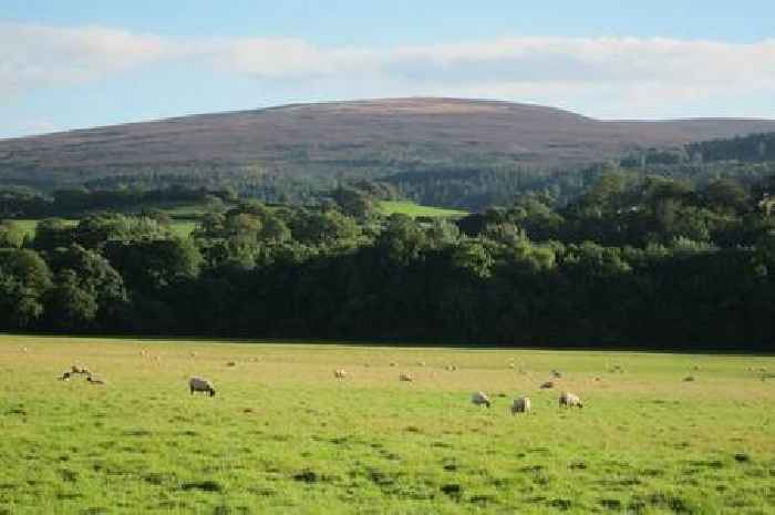 MP warns farmland should not be sacrificed for trees