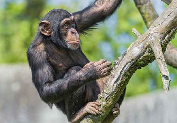 Chimpanzees share human tendency to synchronize their steps with others - study