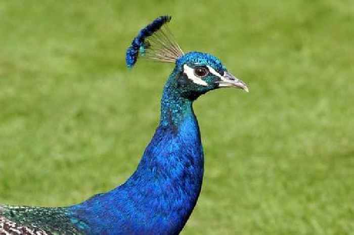 Beloved peacock stolen from Clandon Park returned after 'thief' realised mistake