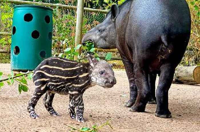 Five adorable new arrivals at Drayton Manor zoo after 'baby boom'