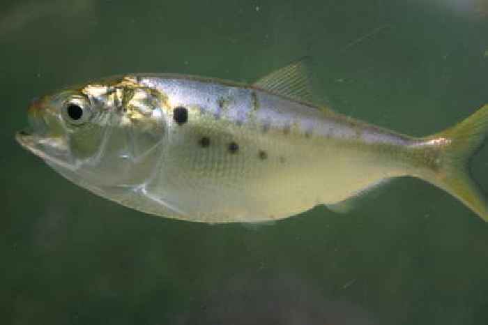 New Research Looks to Further Reduce Uncertainty and Improve Confidence in Menhaden Assessments