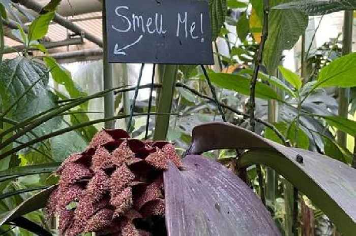 Plant that smells like 'dead rats decomposing' blooms at Cambridge University Botanic Garden