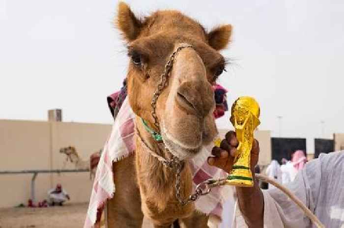 World Cup fans told 'steer clear of camels' in Qatar due to bug 'deadlier than Covid'