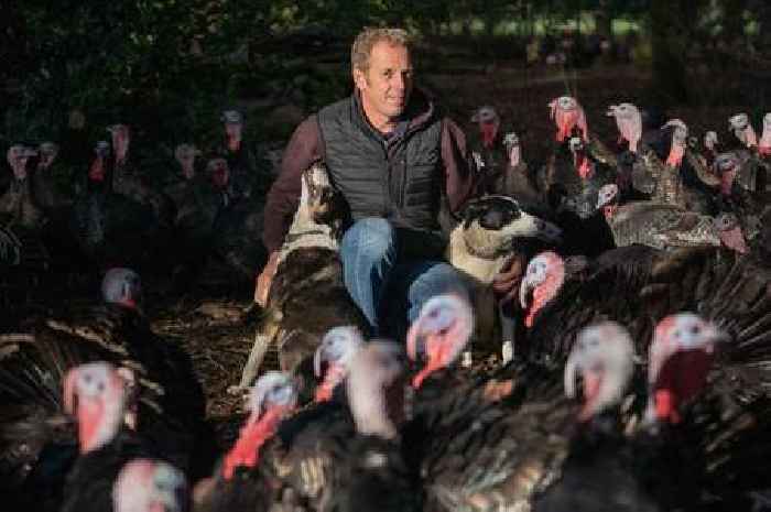 Christmas turkey crisis with UK facing shortage as 3.5 million culled