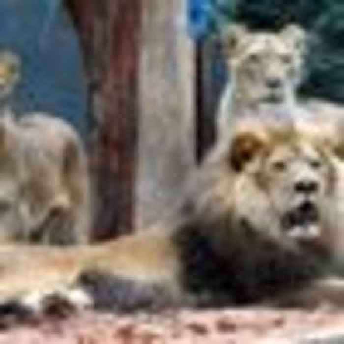 Zoo issues 'code one' alert and rushes overnight guests to safety as five lions escape enclosure