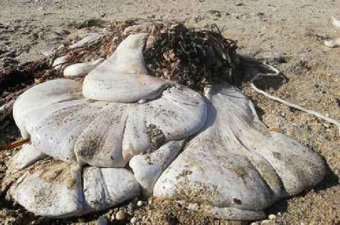 Woman discovers part of 'whale's stomach' washed up on Marazion beach