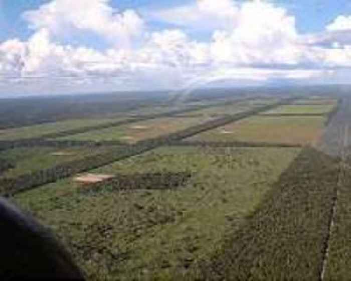Colonists nibble at Gran Chaco, South America's other big forest
