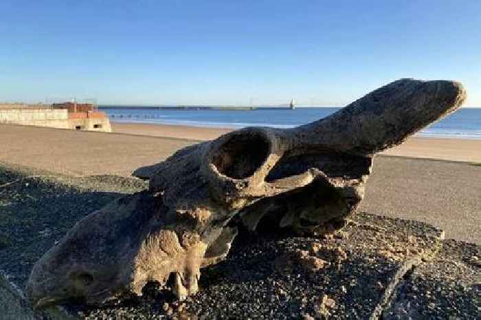 Skull of an extinct horned beast discovered on UK beach