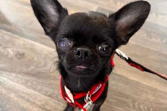 Chihuahua found in such a bad state that he 'walked like a spider'