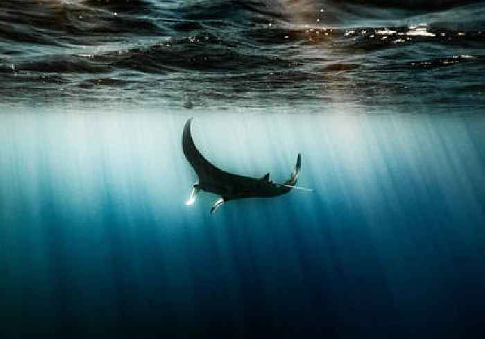 Coast of Ecuador holds the largest population of manta rays - study