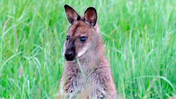 Councillor warns of potential wallaby invasion after reported sighting in Co Down