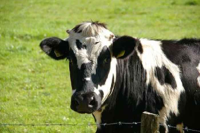 Man seriously injured after being trampled by 'dangerously out of control cow'