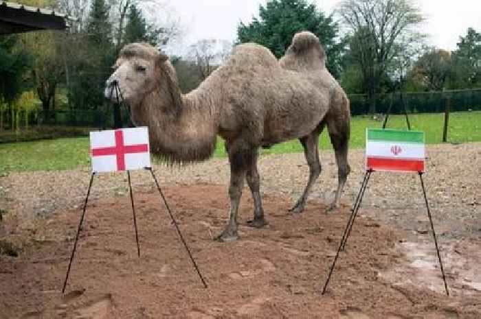 Psychic camel who is 'never wrong' makes World Cup pick for England's clash vs Iran