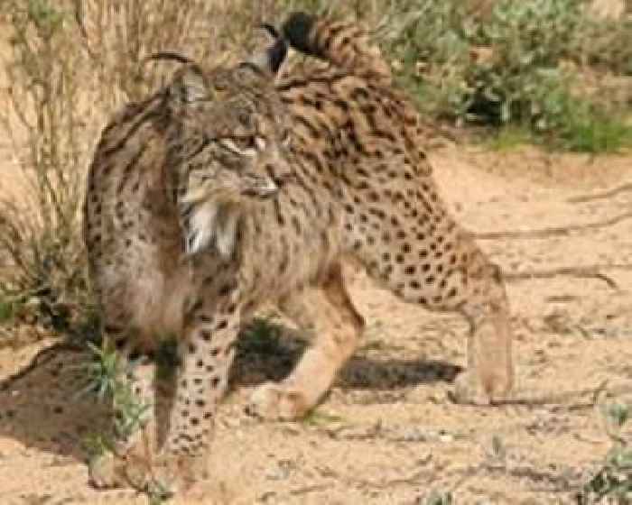 Battle to save ghostly Balkan lynx from extinction