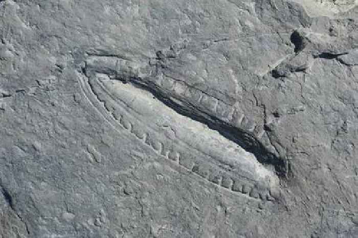 World's oldest meal dating back 550 million years discovered