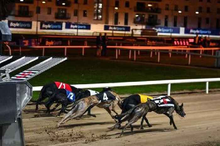 Punter turns £25 into £20,000 with series of audacious greyhound bets