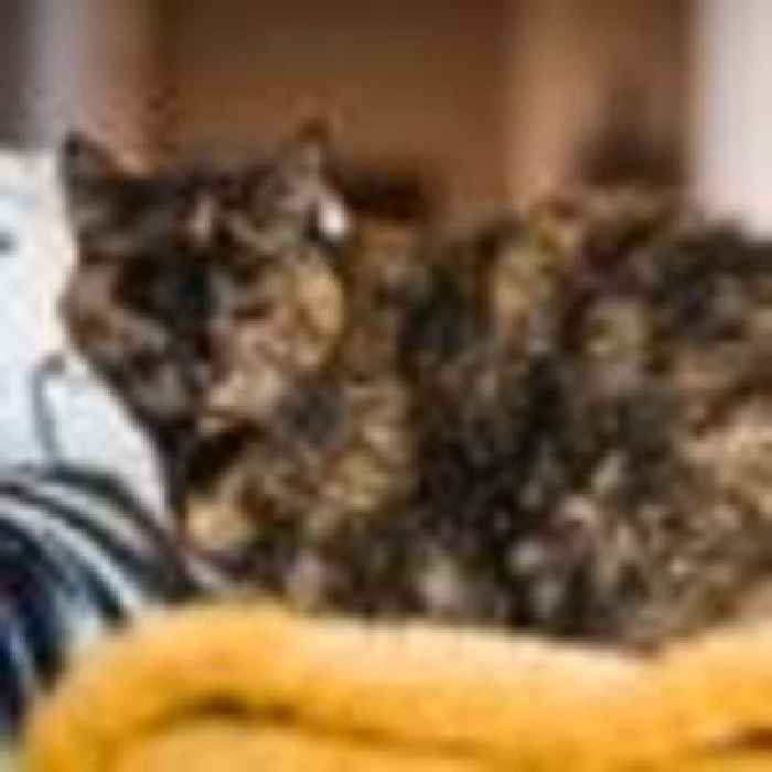 Feline her age? World's oldest living cat crowned in southeast London