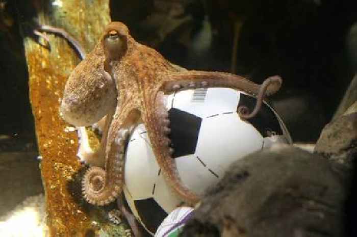 World Cup psychic Paul the Octopus may have been replaced by an imposter