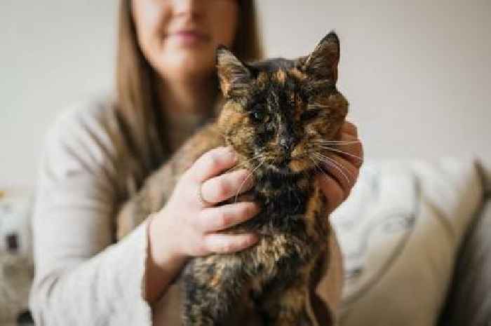 British cat crowned 'oldest in the world' aged over 120 in human years